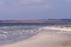 Кінбурнська коса